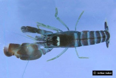 Alpheus bahamensis (originally published by http://biogeodb.stri.si.edu/bioinformatics/alpheus/HomeAlpheus.html)