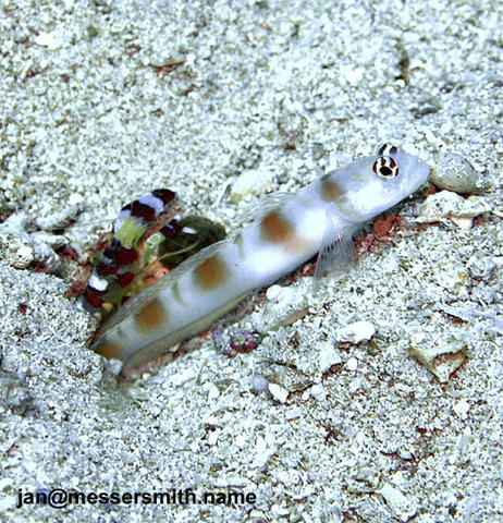 Alpheus randalli with one of its gobiid fish associates