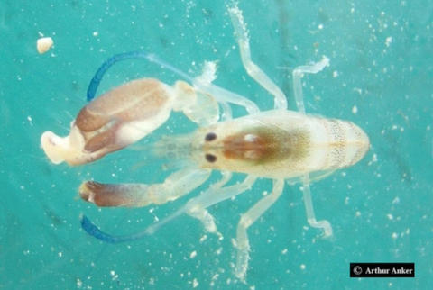 Alpheus schmitti (originally published by http://biogeodb.stri.si.edu/bioinformatics/alpheus/HomeAlpheus.html)