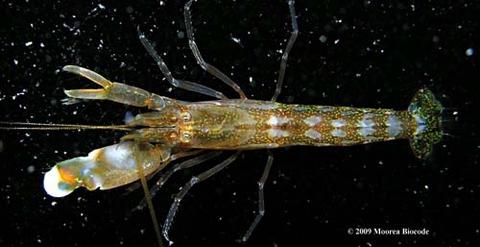 Alpheus pacificus from Moorea; originally published by Moorea Biocode project (http://www.mooreabiocode.org/)