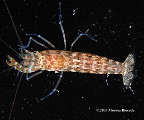 Alpheus roseodigitalis from Moorea; originally published by Moorea Biocode project (http://www.mooreabiocode.org/)