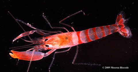 Alpheus alpheopsides from Moorea.; originally published by Moorea Biocode project (http://www.mooreabiocode.org/)