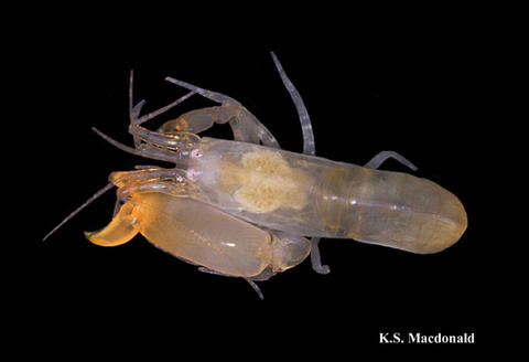 Male S. bousfieldi, orig. published in: Hultgren et al. 2010, http://www.mapress.com/zootaxa/list/2010/2372.html.