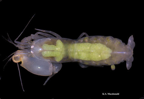Ovigerous female S. herricki, orig. published in: Hultgren et al. 2010, http://www.mapress.com/zootaxa/list/2010/2372.html