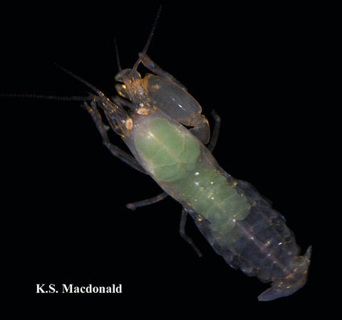 Female Synalpheus thele. Originally published in Macdonald et al. 2009, http://www.mapress.com/zootaxa/list/2009/zt02199.html
