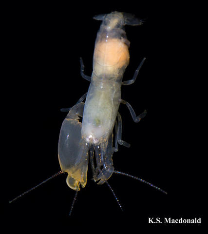 Male Synalpheus duffyi colony member, with abdominal bopyrid parasite.
