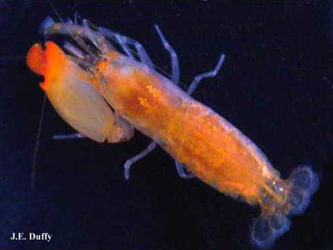Female Synalpheus dardeaui. Originally published in Rios & Duffy 2007, http://www.mapress.com/zootaxa/2007f/z01602p089f.pdf