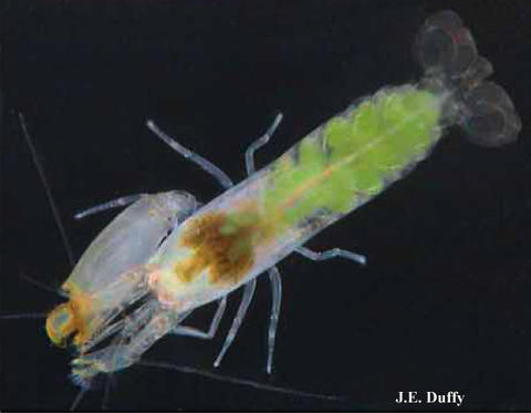 Female Synalpheus kensleyi. Originally published in Rios & Duffy 2007, http://www.mapress.com/zootaxa/2007f/z01602p089f.pdf