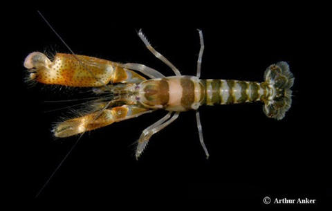 Alpheus rugimanus (originally published by http://biogeodb.stri.si.edu/bioinformatics/alpheus/HomeAlpheus.html)