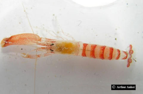 Alpheus tenuipes (originally published by http://biogeodb.stri.si.edu/bioinformatics/alpheus/HomeAlpheus.html)