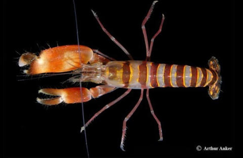 Alpheus thomasi (originally published by http://biogeodb.stri.si.edu/bioinformatics/alpheus/HomeAlpheus.html)