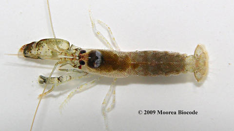 Alpheus collumianus from Moorea; originally published by Moorea Biocode project (http://www.mooreabiocode.org/)