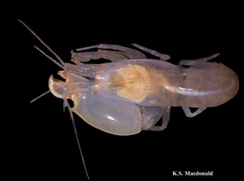 Male Synalpheus idios, orig. published in: Hultgren et al. 2010, http://www.mapress.com/zootaxa/list/2010/2372.html.