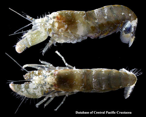 Female Alpheus diadema from Moorea, originally published in: http://decapoda.free.fr/index.php.