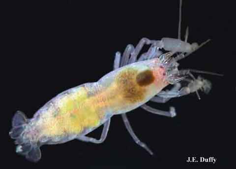 Female Synalpheus pectiniger. Originally published in Rios & Duffy 2007, http://www.mapress.com/zootaxa/2007f/z01602p089f.pdf